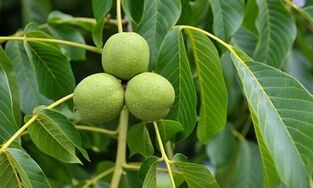 léčba křečových žil se zelenými ořechy