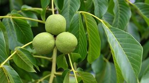 zelené ořechy na křečové žíly